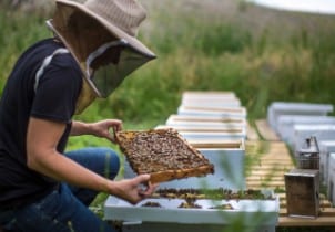Beekeeping Program at Ford